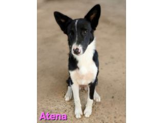 ATENA