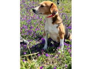 Penny beagle taglia piccola 10 kg