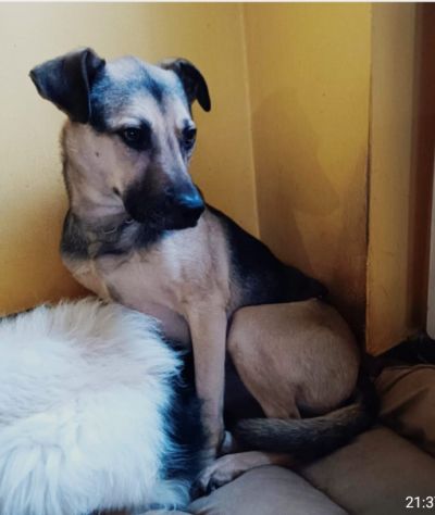 Tango Pastorino 6anni salvato 3anni fa MILANO - Foto 2