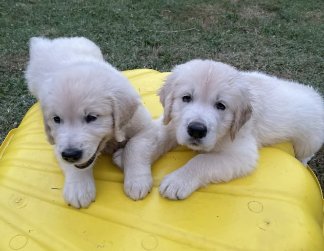 DISPONIBILI SPLENDIDI CUCCIOLI DI GOLDEN RETRIEVER - Foto 2