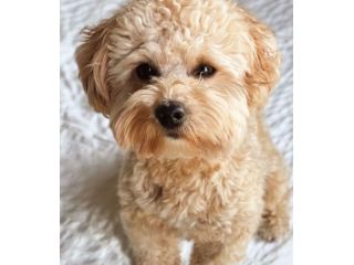 maltipoo cuccioli toy