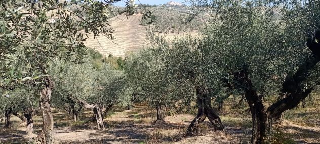 Terreno in vendita a Loreto Aprutino - Foto 10