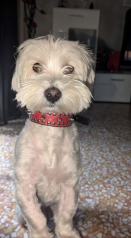 Maltese PER MONTA - Foto 2
