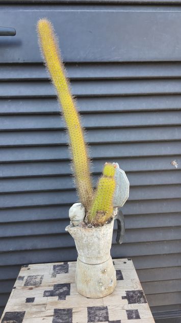 Moka Cactus – Hildewintera Aureispina – Piante Grasse - Foto 8