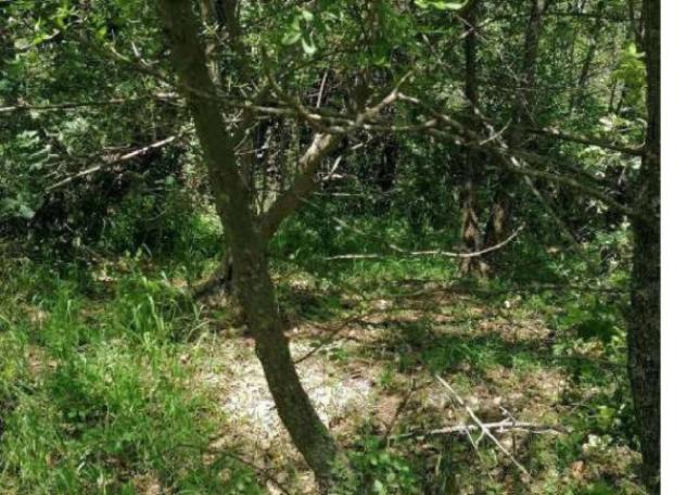 Immobile in asta di 326 m² in vendita a Castelbuono - Foto 7