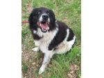Cosmo 3 anni mix border collie