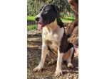 Fratello e sorella mix Pitbull 11mesi,in rifugio.CALABRIA