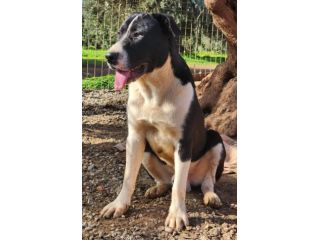 Fratello e sorella mix Pitbull 11mesi,in rifugio.CALABRIA