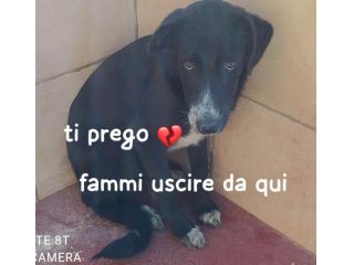 THOR 5 ANNI Taglia medio grande IN CANILE DA 4 ANNI
