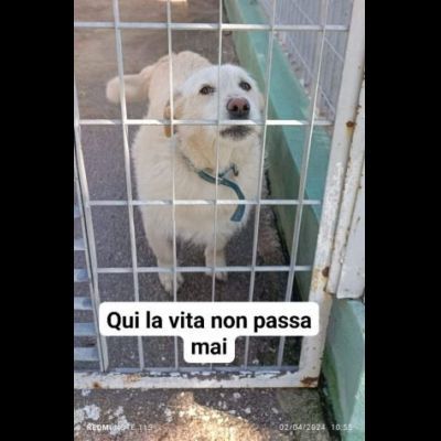 SAM E DAVE CAGNOLINI IN ADOZIONE TAGLIO MEDIO PICCOLA - Foto 3