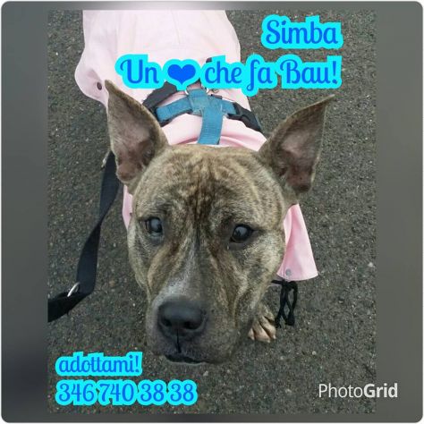 SIMBA, il molosso dei sogni - Foto 2
