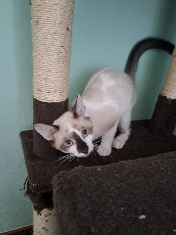 ELEOISE e PENELOPE, adorabili gattine in adozione! - Foto 5
