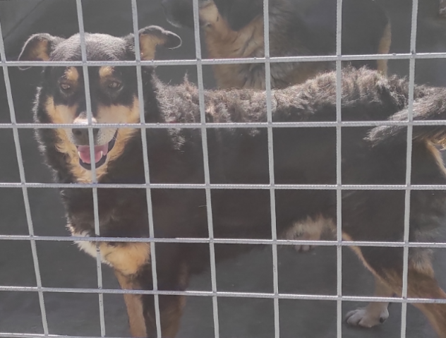 CANE IN ADOZIONE. L' ATTESA DI CAFFE' - Foto 9