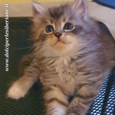 cuccioli gattini siberiani pedigree_ tutta Italia - Foto 5