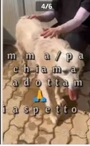 Mix Maremmano/Golden 6anni gli han tagliato coda ed orecchie da cuccioloCALABRIA - Foto 5