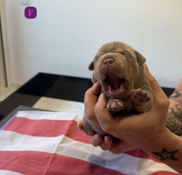 CUCCIOLI AMERICAN BULLY - Foto 7