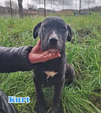 KARIN E I SUOI CUCCIOLI KURT E KELLY, CANI IN ADOZIONE - Foto 3