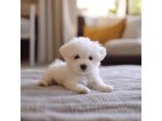 maltese cuccioli toy