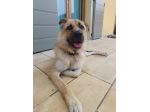 BUBU adozione del cuore per un cane giocoso