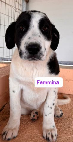 CUCCIOLI 4 MESI TAGLIA MEDIA - Foto 3