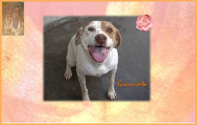 GIACINTA, tenera cagnolina in cerca d'amore - Foto 2