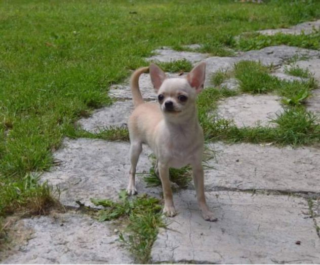 Chihuahua - Foto 2