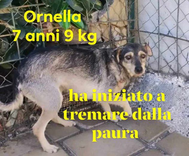 ORNELLA 7 ANNI 9 KG TAGLIA PICCOLA UNA SCRICCIOLA IN CANILE DAL 2020