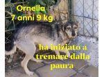 ORNELLA 7 ANNI 9 KG TAGLIA PICCOLA UNA SCRICCIOLA IN CANILE DAL 2020