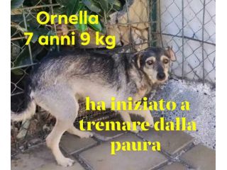 ORNELLA 7 ANNI 9 KG TAGLIA PICCOLA UNA SCRICCIOLA IN CANILE DAL 2020