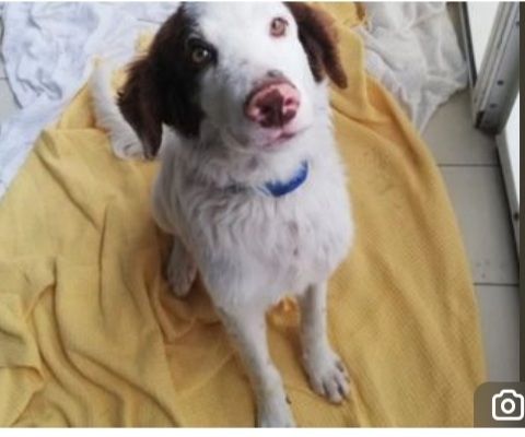 4anni 13kg portato7 in canile dai padroni ..NON LO VOGLIONO+!BASILICATA