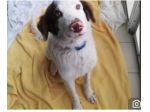 4anni 13kg portato7 in canile dai padroni ..NON LO VOGLIONO+!BASILICATA