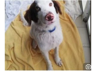 4anni 13kg portato7 in canile dai padroni ..NON LO VOGLIONO+!BASILICATA
