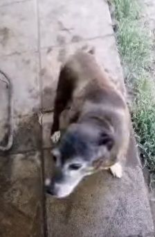 Lady 12anni nera..1vita in canile. Chi può adottarla? NAPOLI - Foto 5