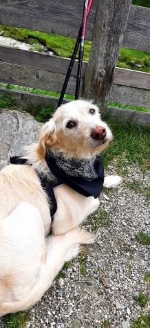 PENSIONE CASALINGA PER CANI - Foto 7