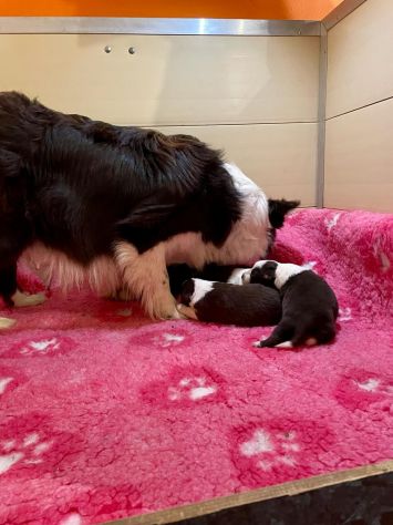 Cuccioli di Border Collie di alta genealogia - Foto 3