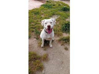 DOGO/PITBULL INCR., BLANCO, 1 ANNO E MEZZO, ABBANDONATO DAVANTI AD UN BAR.