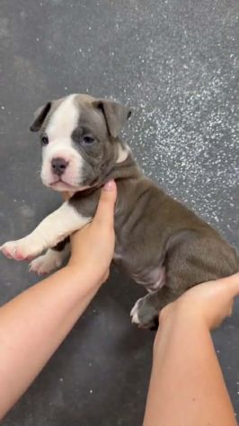 Cuccioli razza american bully poket estremi - Foto 2
