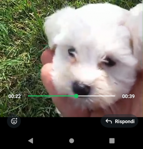 Cuccioli razza Maltese in offerta - Foto 2