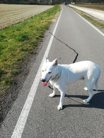 DYLAN, splendido ed equilibrato - Foto 8