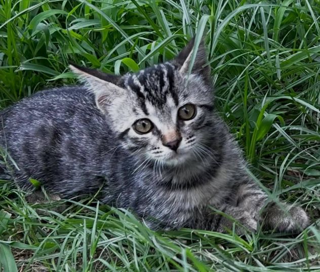 Lince gattino - Foto 2