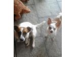 custodia animali domestici pensione piccoli cani