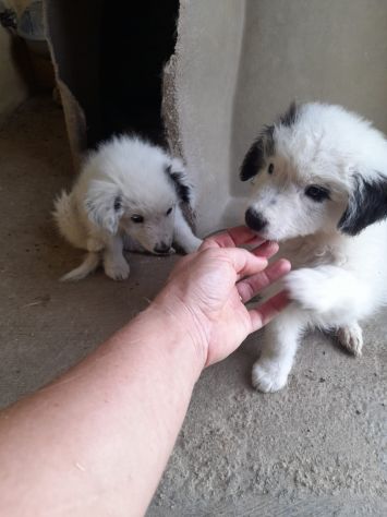CUCCIOLI 2 MESI TAGLIA MEDIA IN CANILE - Foto 5