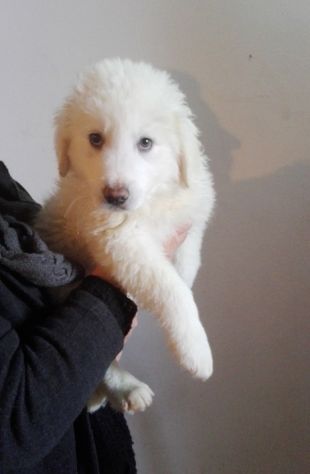 MARLEY E MILO, stupendi cuccioli pastore abruzzese - Foto 5