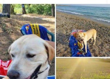 Splendido simil Labrador 4anni da Milano purtroppo è TORNATO IN SICILIA!!!!! - Foto 3