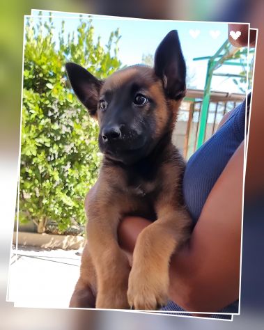 Cuccioli Pastore Belga Malinois Reggio Calabria Cosenza Catanzaro Crotone - Foto 4