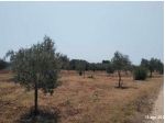 Tribunale di Marsala - RG 66/2025 Terreno in asta
