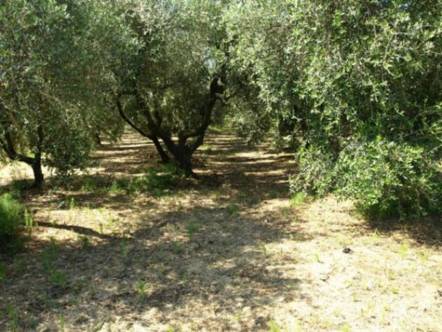 Immobile in asta di 5649 m² in vendita a Fonni - Foto 3