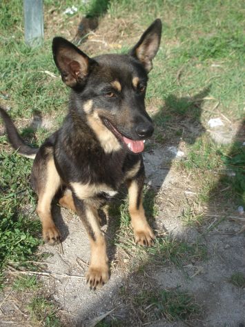 LUCY, giovane cagnolina in cerca di casa - Foto 2