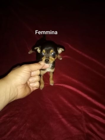 Chihuahua mini toy - Foto 3