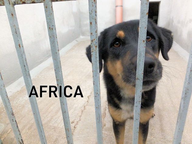 Africa bella e dolcissima - Foto 2